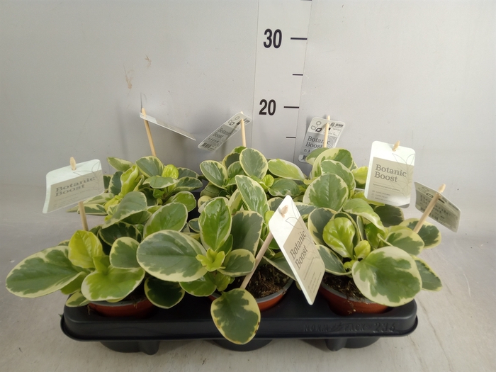 <h4>Peperomia obt. 'Variegata'</h4>