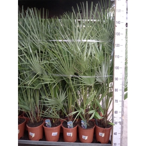 Chamaerops humilis