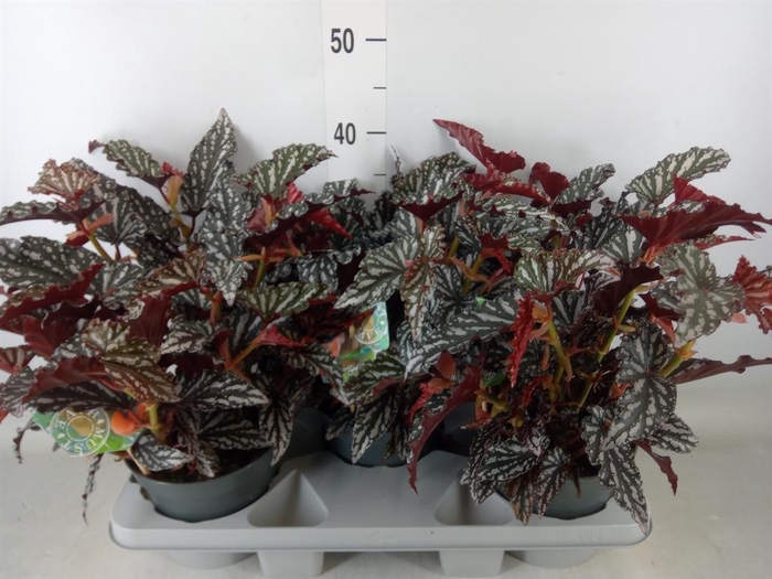 <h4>Begonia BD mac. 'Spotlight Dark'</h4>