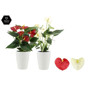 Anthurium 9 cm Red & White mix in Julia ceramics