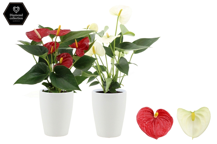 <h4>Anthurium 9 cm Red & White mix in Julia ceramics</h4>