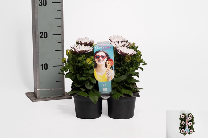 <h4>OSTEO GELATO ALMOND</h4>