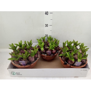 Hyacinthus orie. 'Pearl Blue'