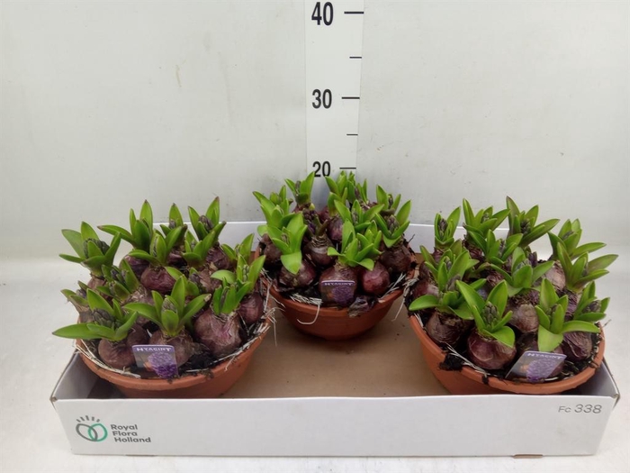 <h4>Hyacinthus orie. 'Pearl Blue'</h4>