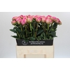 Paeonia Glory Hallelujah