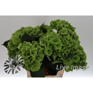 Hydrangea mag emerald classic