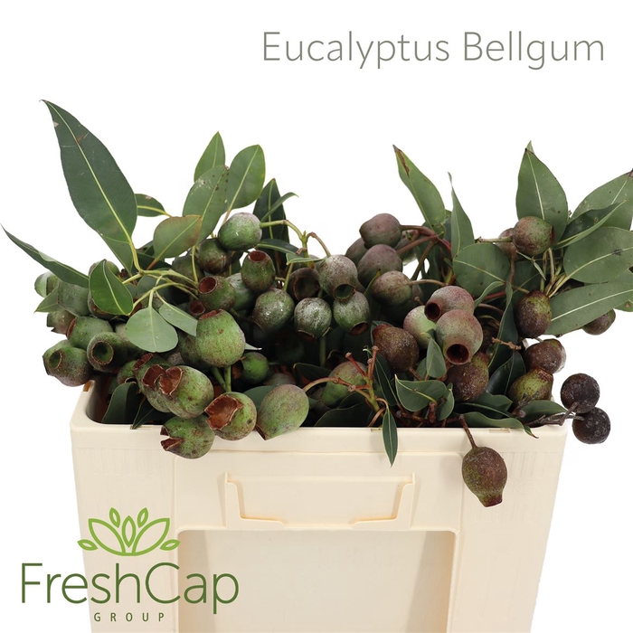 <h4>Eucalyptus Bellgum</h4>