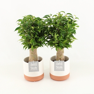 Ficus Benjamina Natasja in Milou keramiek