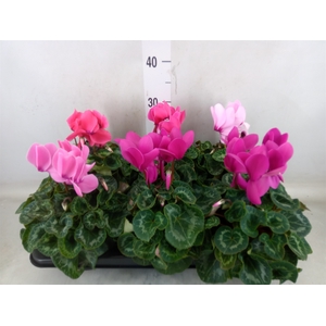 Cyclamen GR 'Leopardo'