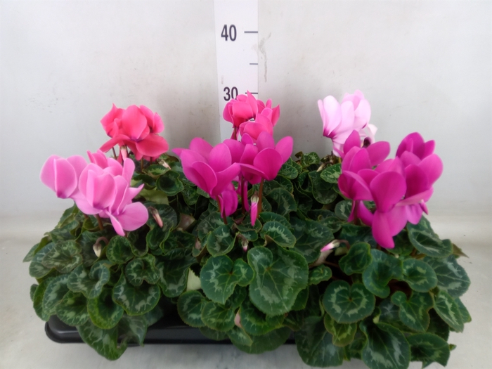 <h4>Cyclamen GR 'Leopardo'</h4>