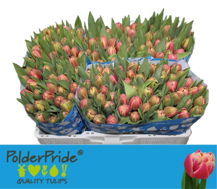 <h4>Tu Du Columbus</h4>