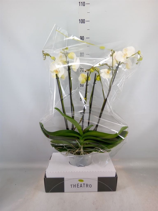 <h4>Phalaenopsis   ...white</h4>
