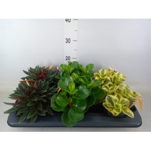 Peperomia   ...mix