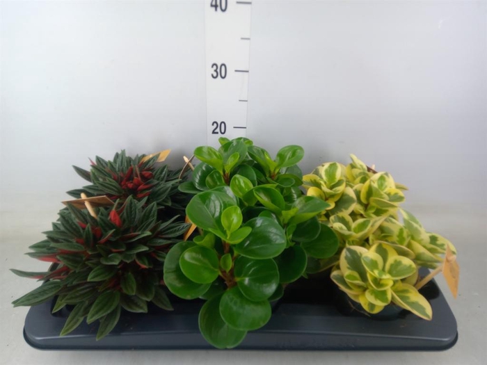<h4>Peperomia ...mix</h4>