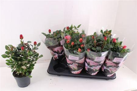 <h4>Ro Pathit Gem 4 Srt</h4>