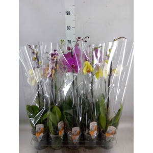 Phalaenopsis   ...mix  5