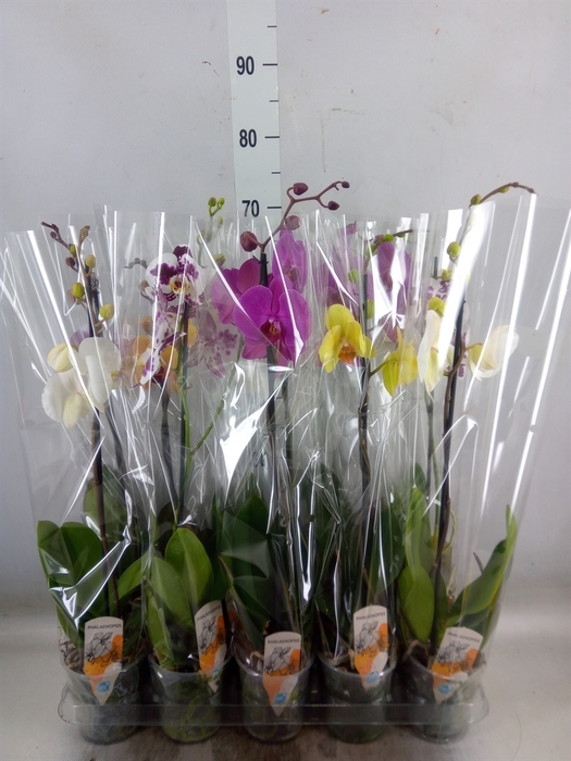 <h4>Phalaenopsis   ...mix  5</h4>