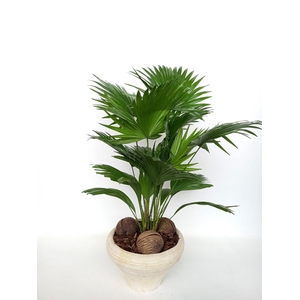 Livistona super in hoedje