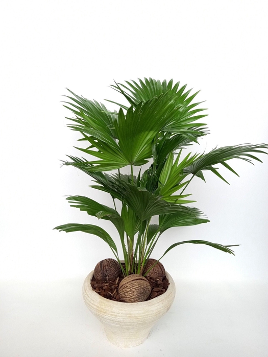 <h4>LIVISTONA ROTUNDIFOL</h4>