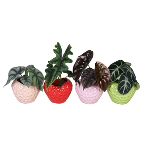 ALOCASIA MIX P6 L 66673