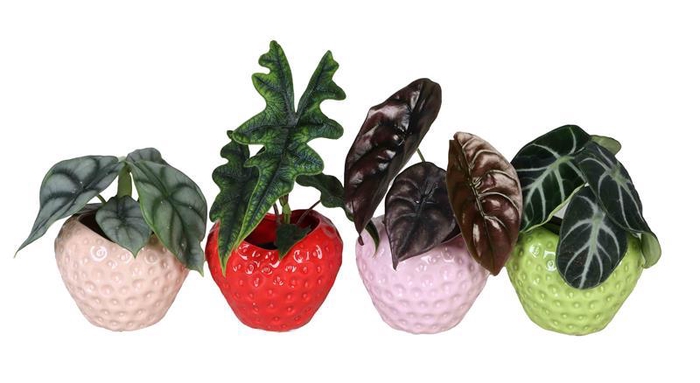 <h4>ALOCASIA MIX P6 L 66673</h4>
