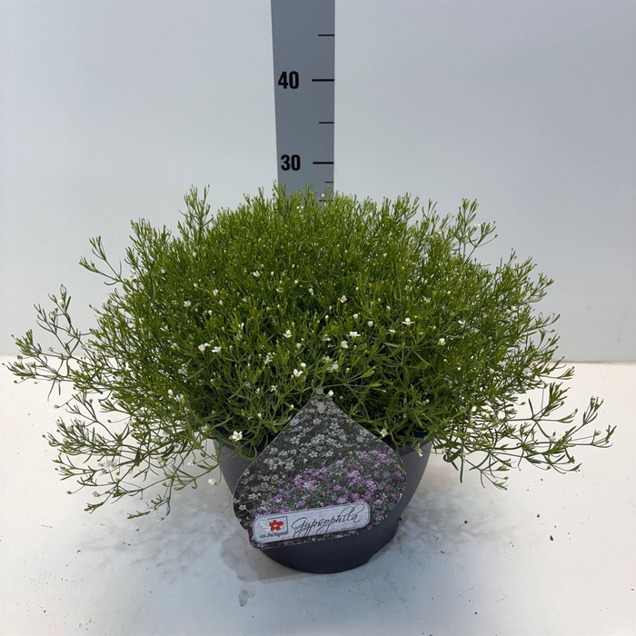 <h4>Gypsophila muralis 'Fleur White'</h4>