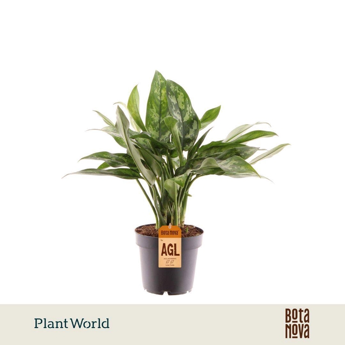 <h4>Aglaonema Maria</h4>