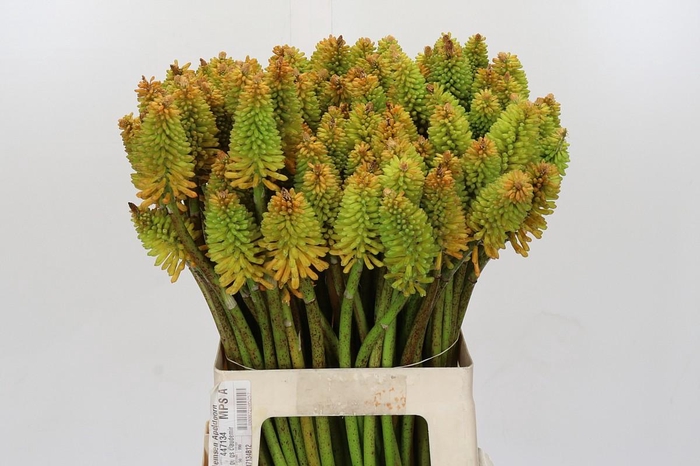 Kniphofia Eycone Peach