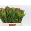 Leucadendron Goldstrike
