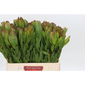 Leucadendron Goldstrike