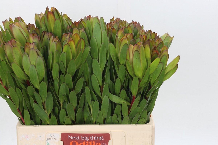 Leucadendron Goldstrike