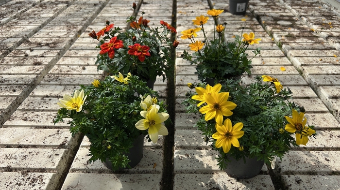 <h4>BIDENS FERULIFOLIA p12</h4>