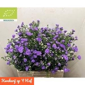 ASTER N-B 'PURPLE MONARCH'