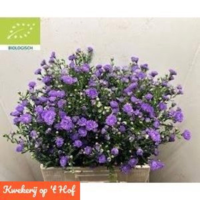 <h4>ASTER N-B 'PURPLE MONARCH'</h4>