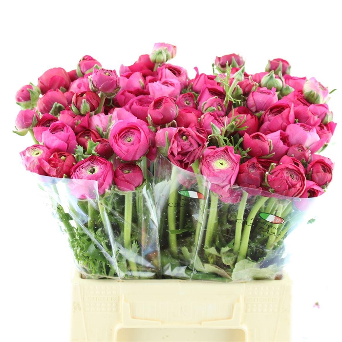 <h4>Ran El Hot Pink</h4>