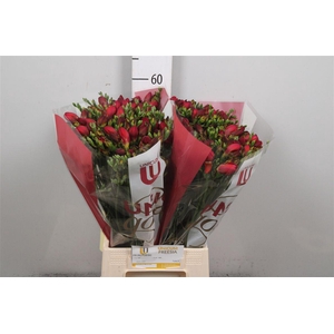 Fr Du Fuego (iets Op Kleur!)