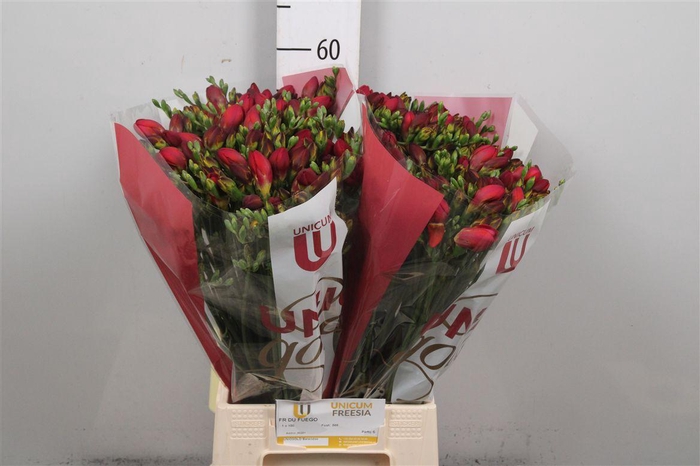 <h4>Fr Du Fuego (iets Op Kleur!)</h4>