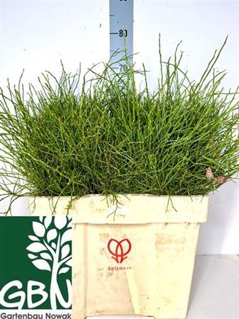 <h4>Vacc Myrtillus Bs</h4>