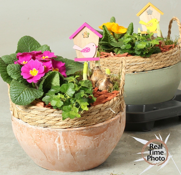 <h4>ARR TUINPLANTEN</h4>