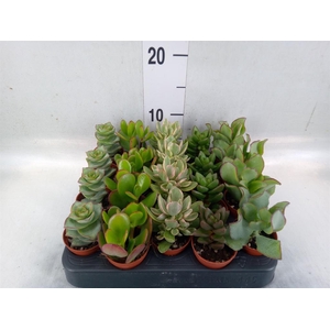 Crassula   ...mix