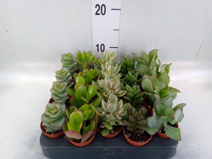 <h4>Crassula   ...mix</h4>