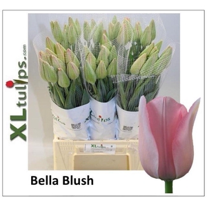 Tulipa fre bella blush