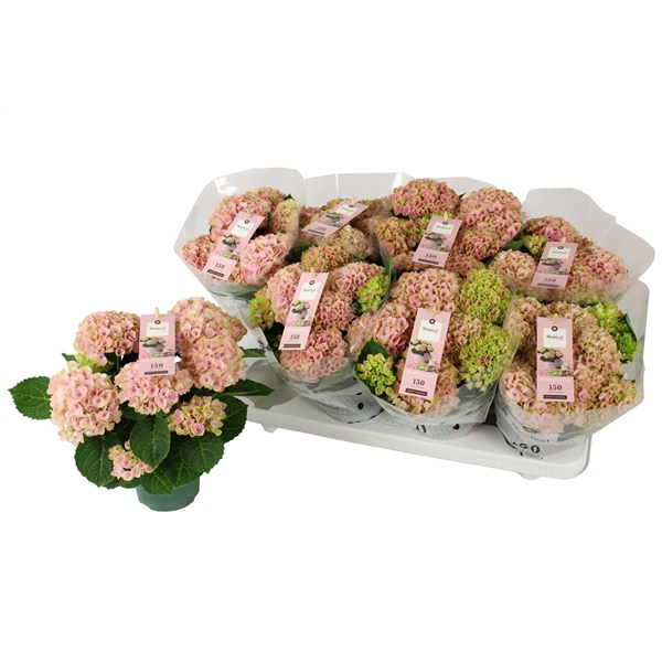 <h4>Hydrangea marc. Magical Revolution 10.5 cm Roze 3-5 Bloem</h4>