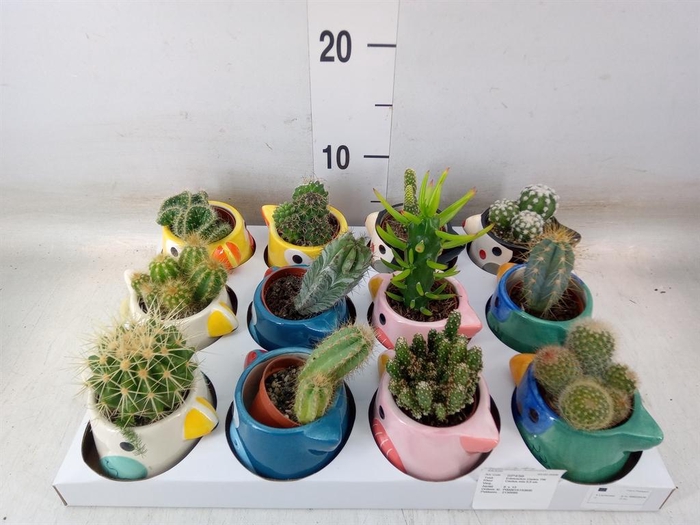 <h4>Cactus   ...</h4>