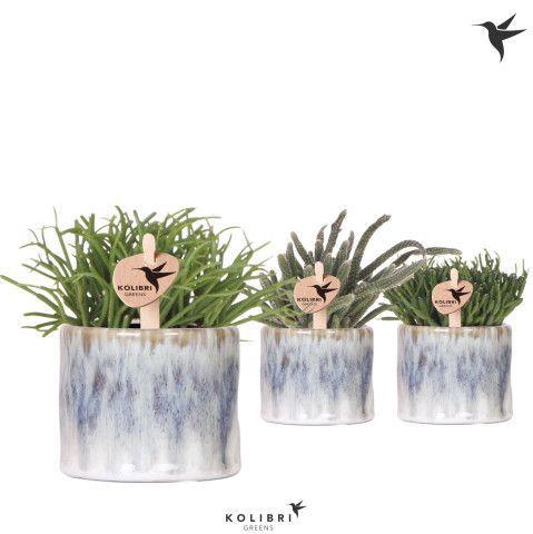 <h4>Kolibri Greens Rhipsalis mix in Sky pot</h4>
