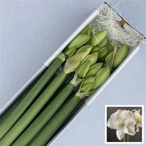 Hipp Dg Wimbledon X8