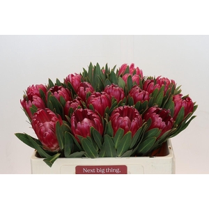 Protea Brenda
