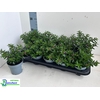 CUPH HYSSOPIFOLIA