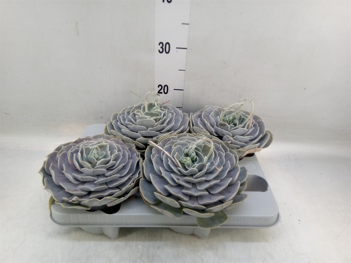 <h4>Echeveria  'Pollux'</h4>