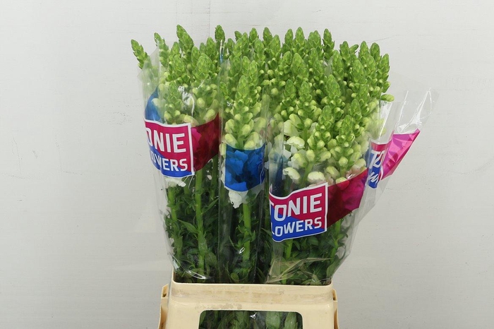 <h4>Antir Mary White</h4>